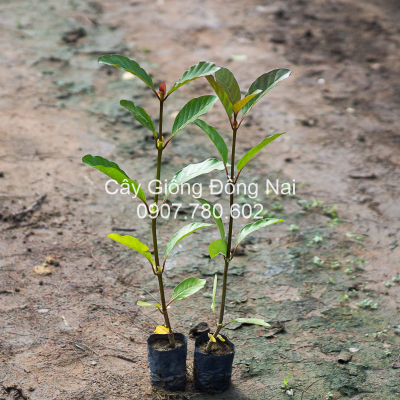 Cây Gáo Vàng Thái Lan (thiên ngân)