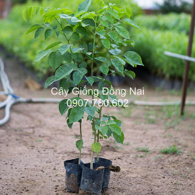 Cây Giáng Hương