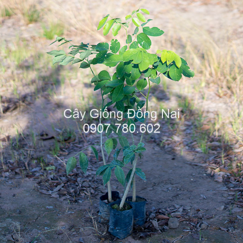 Cây Gỗ Gõ Đỏ
