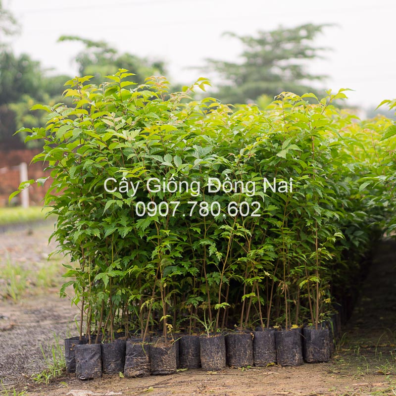 Cây Gỗ Lát Hoa (gỗ lát)