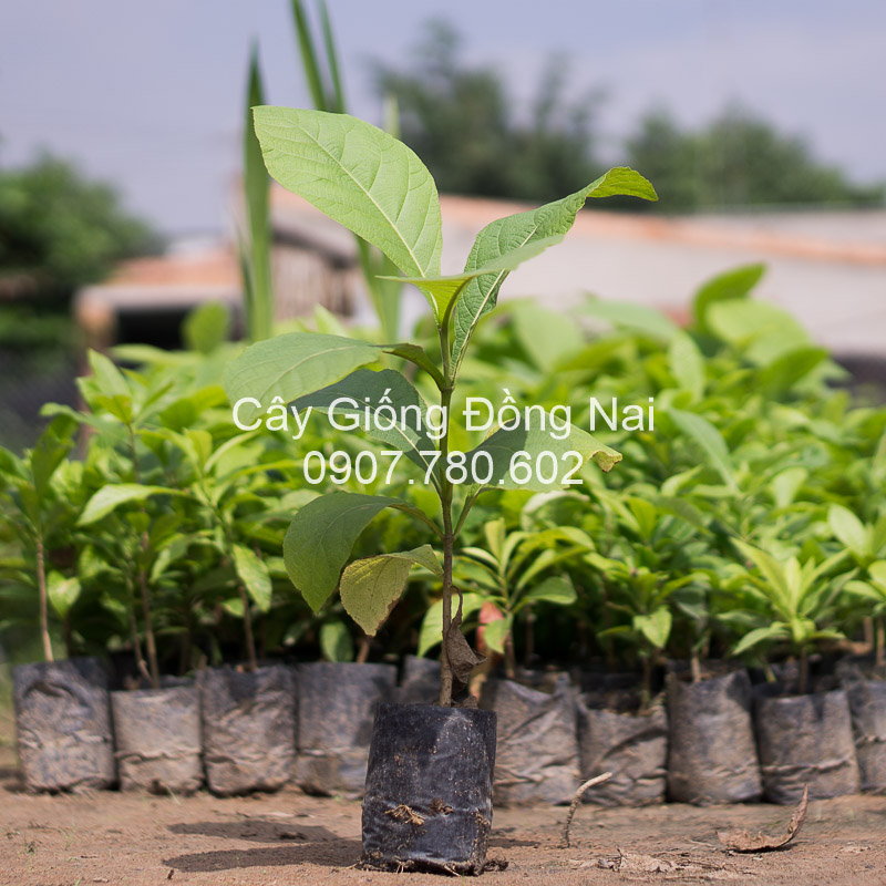 Cây Gỗ Tếch (giá tỵ)