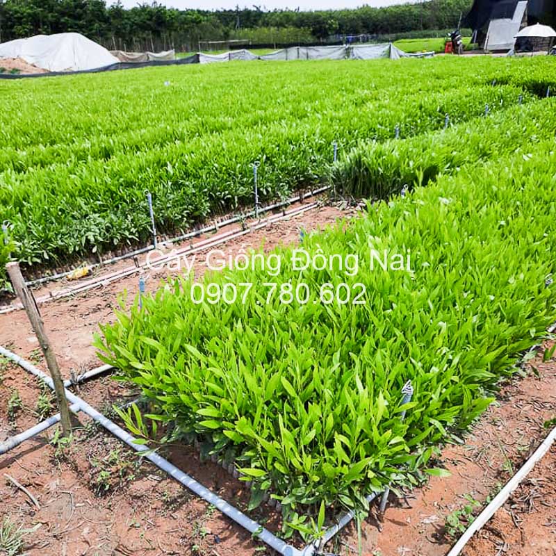 Cây Keo Lá Tràm