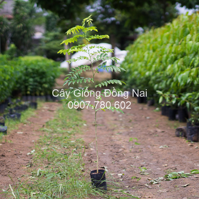 Cây Sưa Đỏ (trắc thối)