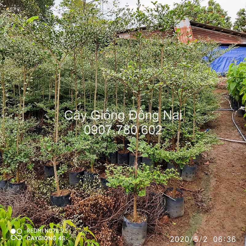 Cây Bàng Đài Loan (bàng lá nhỏ)