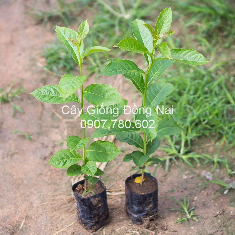 Cây Bằng Lăng Tím (bằng lăng nước)