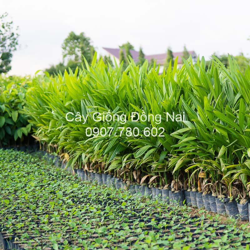 Cây Cau Vua