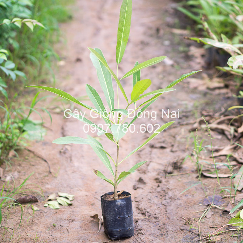 Cây Chuông Vàng (huỳnh liên)