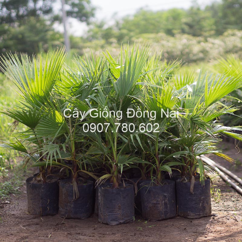 Cây Cọ Chỉ (cọ Mỹ)