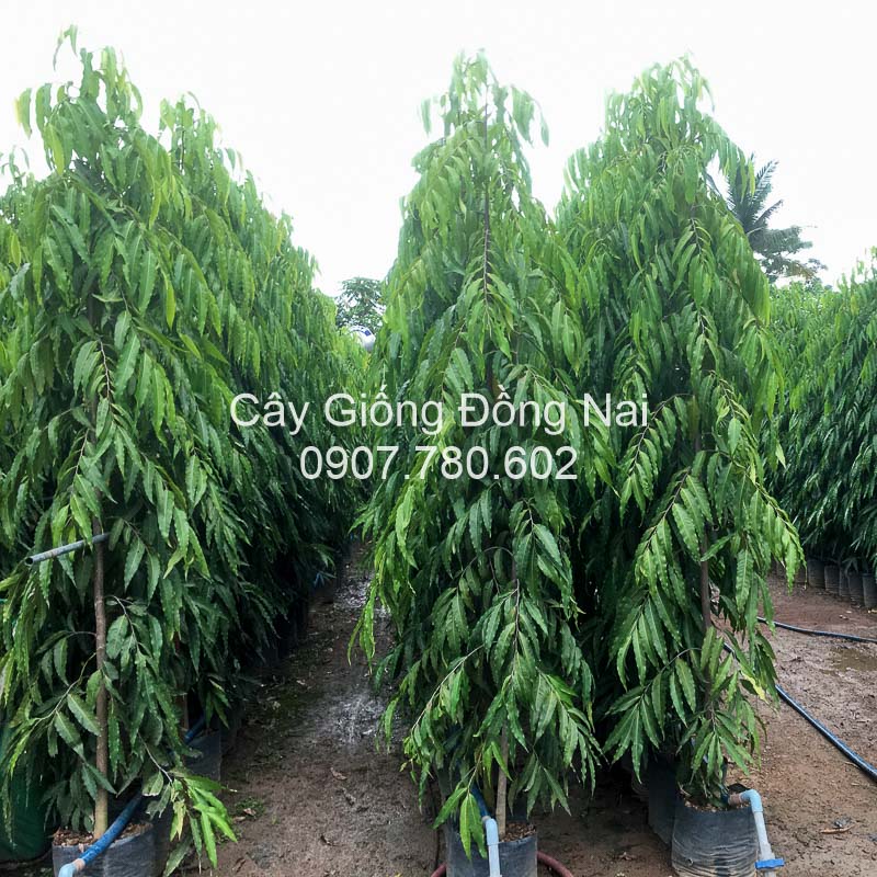 Cây Hoàng Nam (liễu Ấn Độ)
