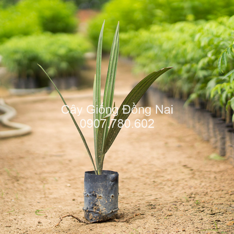 Cây Kè Bạc (cọ bạc)