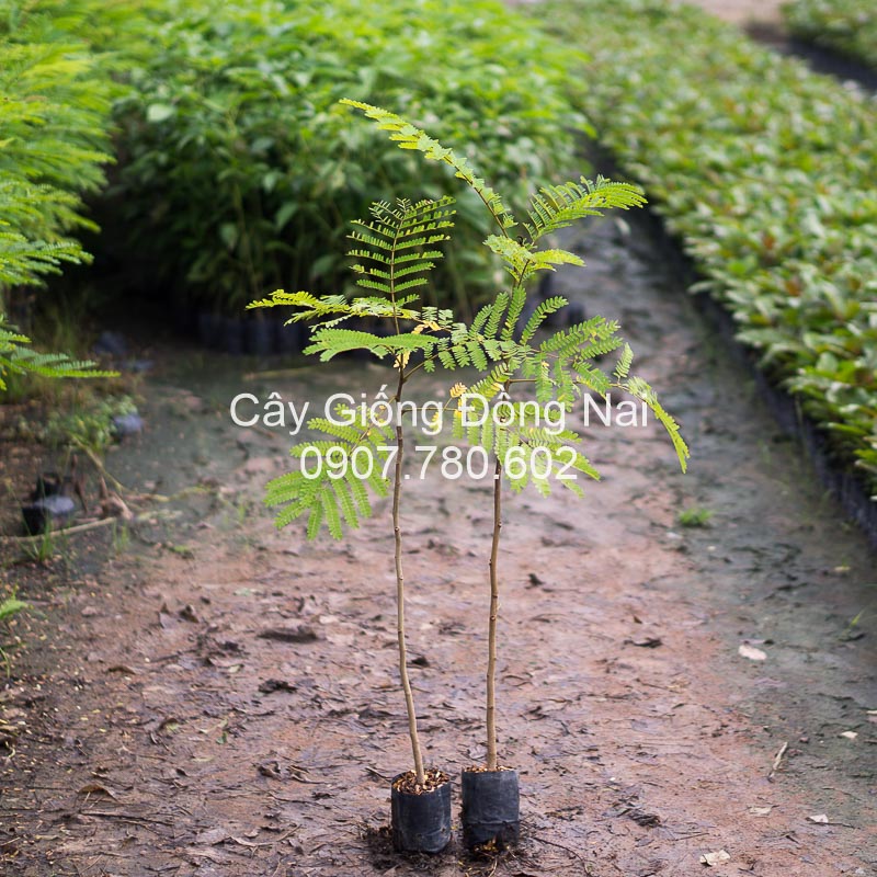 Cây Lim Xẹt