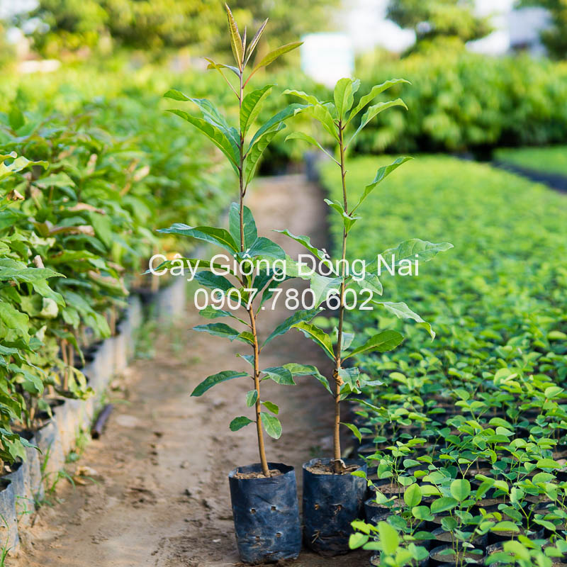 Cây Lộc Vừng
