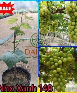 Cây nho xanh Ninh Thuận – NH01-48