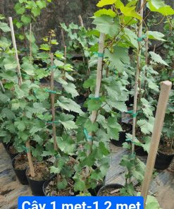 Cây nho xanh, nho đỏ, nho ngón tay cao 1M