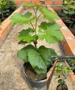 Combo 2 cây nho Xanh & Ngón tay đỏ 152 Ninh Thuận