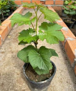 Combo 7 cây nho Xanh & Đỏ Ninh Thuận