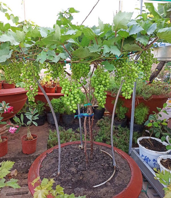 Nho Cảnh, nho Bonsai tết – Hàng đặt trước
