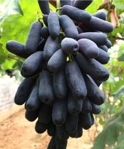 Nho ngón tay đen không hạt