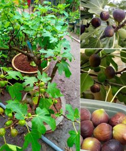 Giống sung mỹ –  Combo 2 cây giá tốt nhất