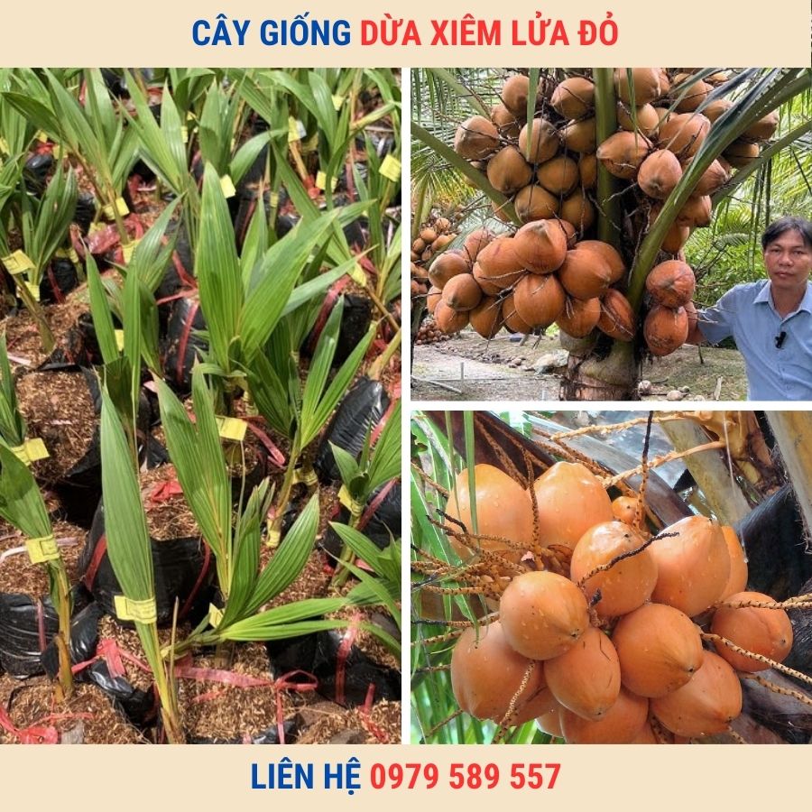 Cây Dừa Xiêm Đỏ
