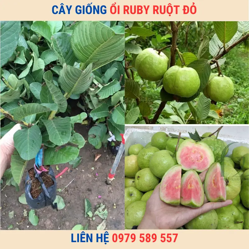 Cây Ổi Ruby