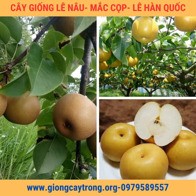 Cây Lê Nâu (Mắc Cọp)
