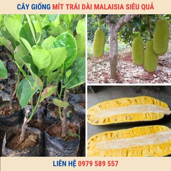 Cây giống mít dài malaysia