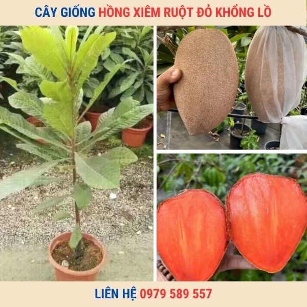 Cây giống hồng xiêm ruột đỏ