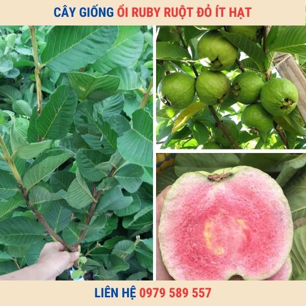 Giống Ổi Ruby Ruột Đỏ