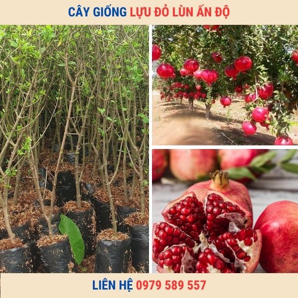 Cây Lựu Đỏ Lùn Ai Cập