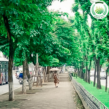 Cây sưa đỏ công trình