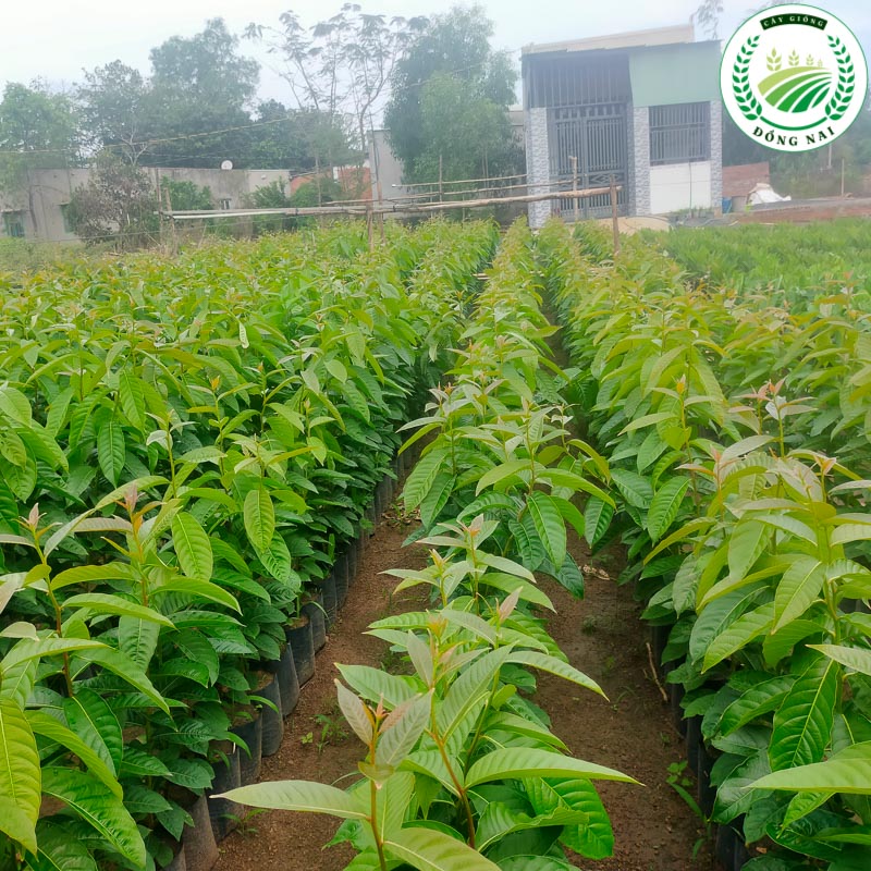 Cây Bằng Lăng Tím Giống