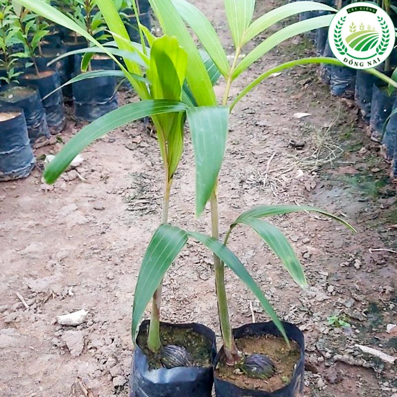 Cây Cau Đuôi Chồn Giống