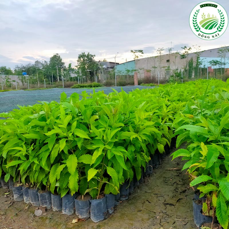 Cây Hoàng Yến Giống