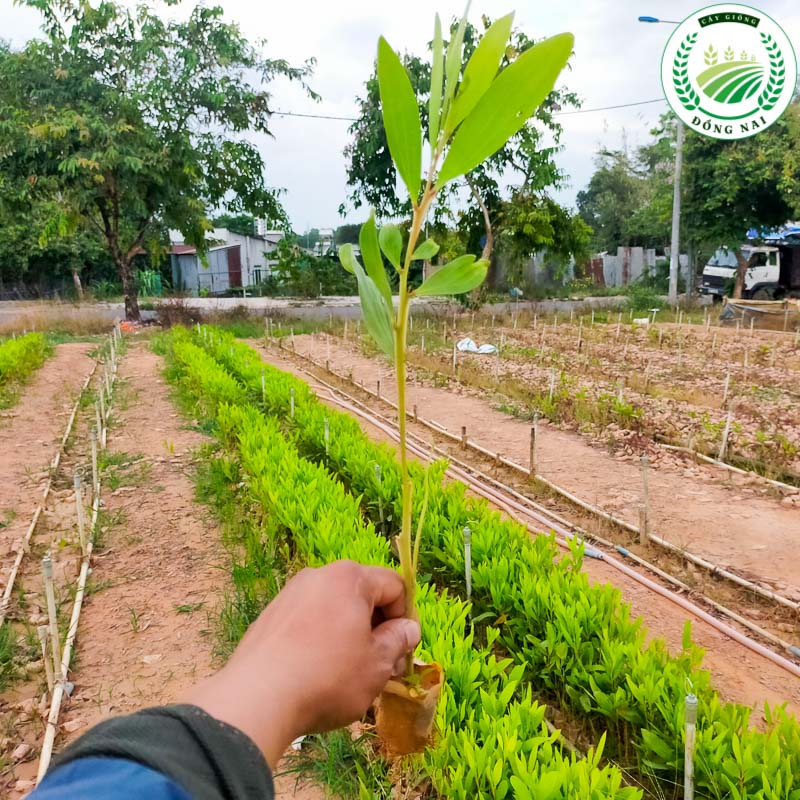 Cây Keo Lai Giống (tràm lai)