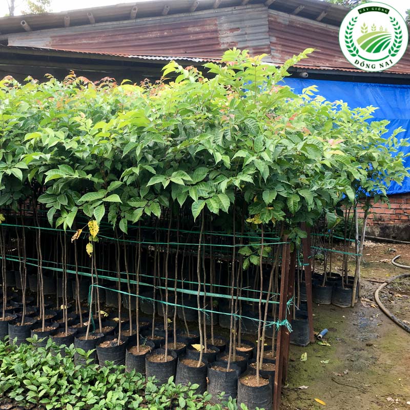 Cây Lát Hoa Giống (gỗ lát)