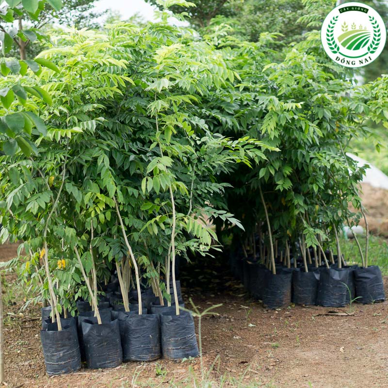 Cây Sưa Đỏ Giống (trắc thối)