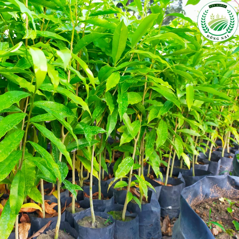 Cây Trầm Hương Giống (dó bầu)