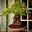 Cây Đỗ Quyên Phong Thuỷ Bonsai