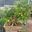 Cây lựu bonsai cổ thụ 75 năm tuổi