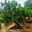 Cây Lựu bonsai Đẹp Độc Lạ