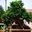 Lựu bonsai Đẹp Đã Trồng Thuần Chậu