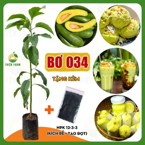 Cây BƠ 034 thịt dẻo vàng vị béo bùi, cao 70cm - TF140