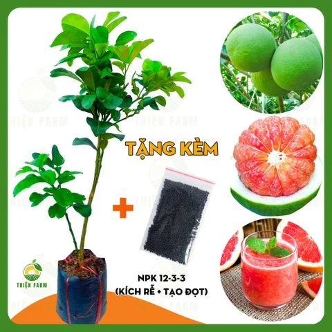 Cây BƯỞI DA XANH thịt hồng chua ngọt đậm đà, cao 100cm - TF139