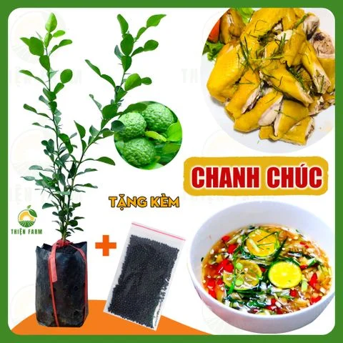 Cây CHANH CHÚC - CHANH THÁI dùng hấp gà, cao 40cm - TF115