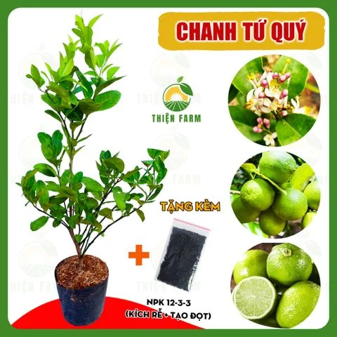 Cây CHANH CHÙM TỨ QUÝ vị chua thanh mát, cao 70cm - TF114