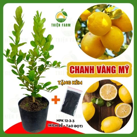 Cây CHANH VÀNG MỸ quả ngon thơm nồng, cao 80cm - TF113