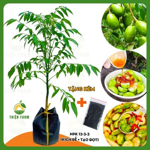 Cây CÓC THÁI quả chua giòn không hạt, cao 70cm - TF121
