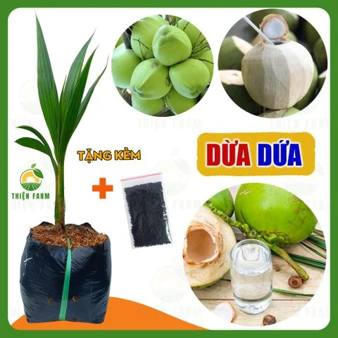 Cây DỪA DỨA hương dứa thơm mát ngọt thanh, cao 55cm - TF124