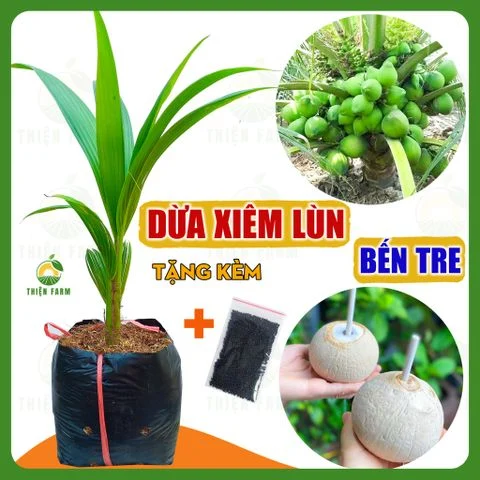 Cây DỪA XANH XIÊM LÙN BẾN TRE vị ngọt mát, cao 60cm - TF123